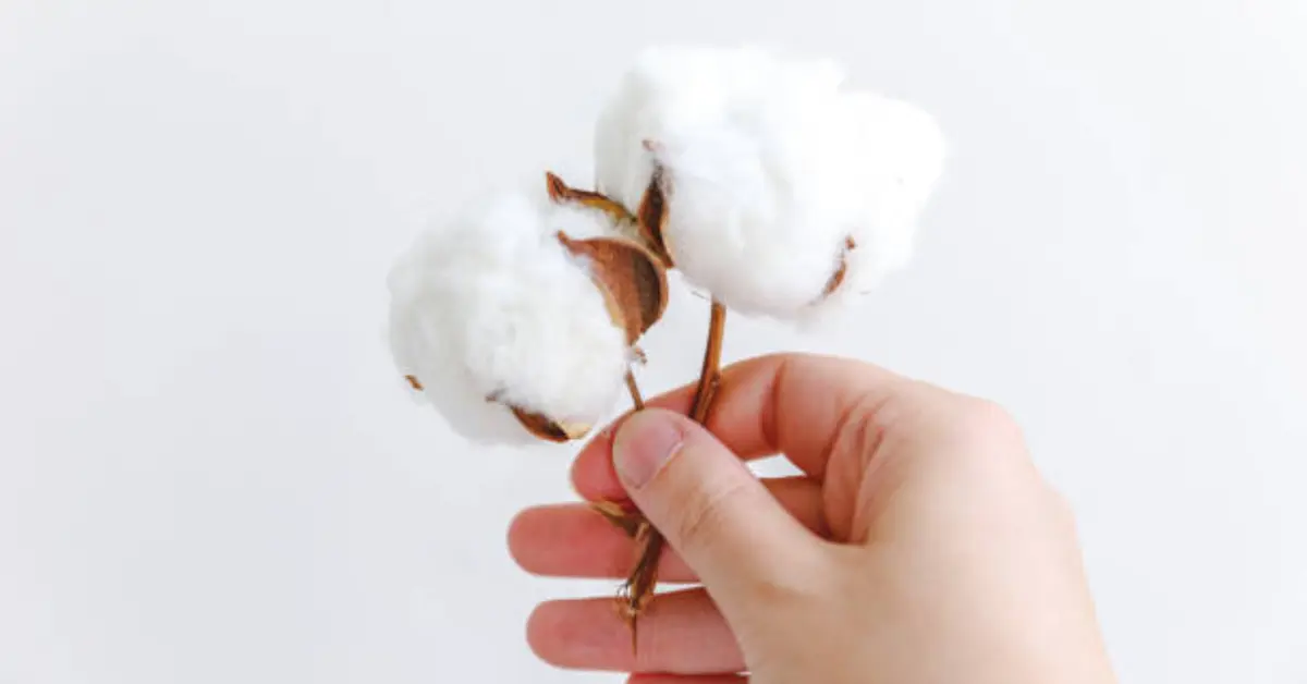 2nd Anniversary — Cotton