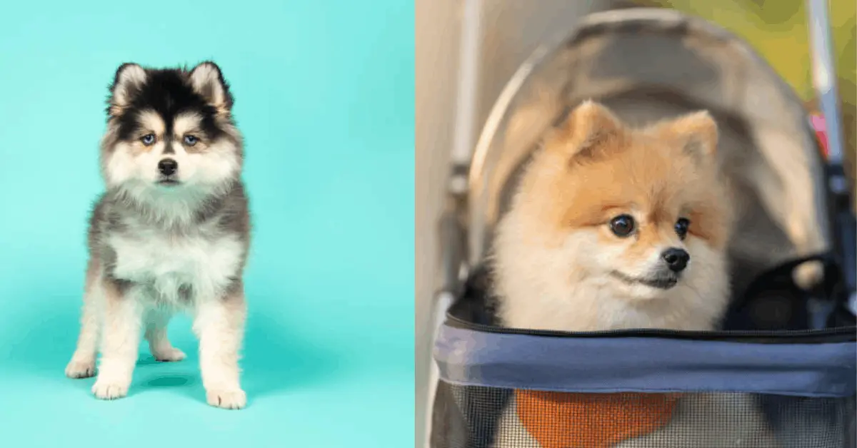 Husky and Pomeranian Dog Mix