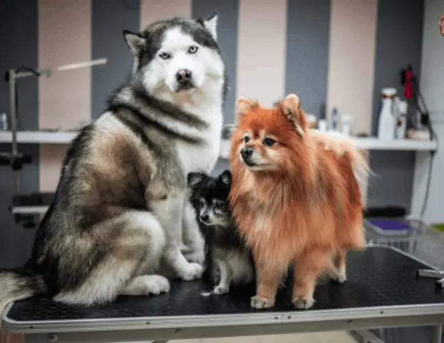 Husky and Pomeranian Dog