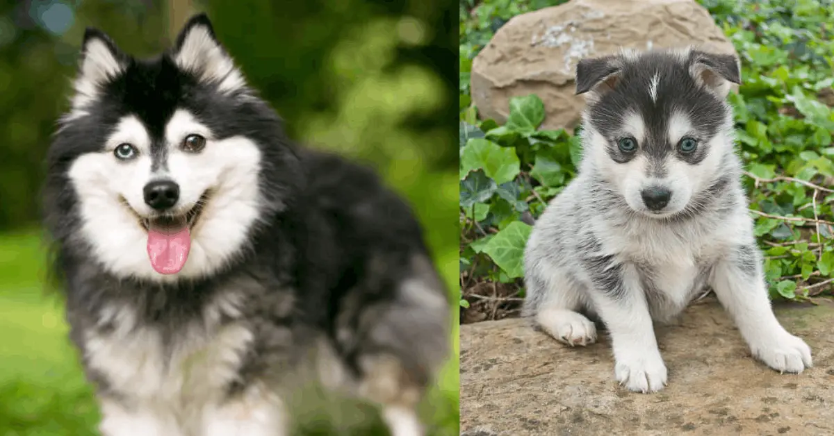 Pomsky dog sitting outdoors with blue eyes and fluffy gray and white coat