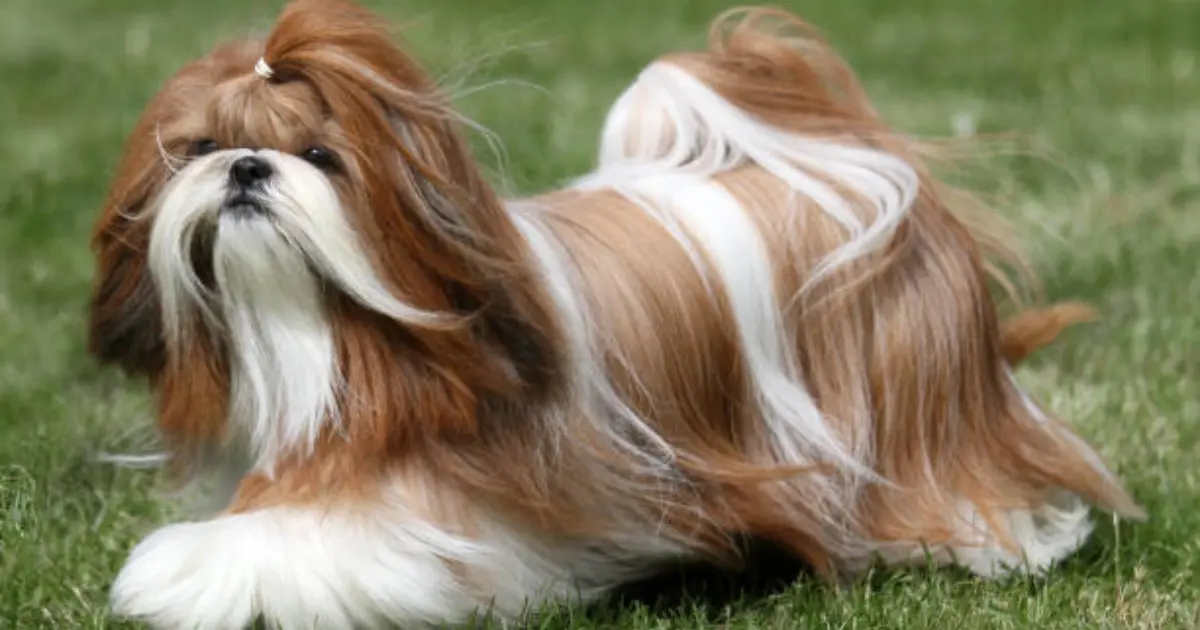 Shih Tzu  dog
