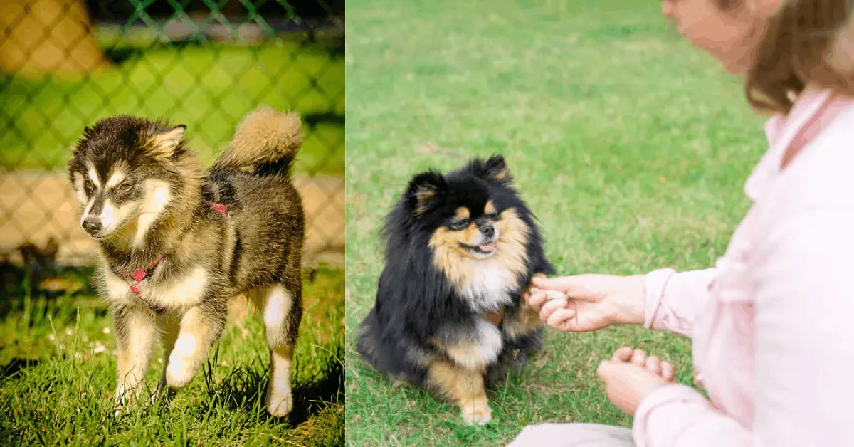 Pomsky puppy being groomed with slicker brush on white background
