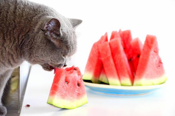 istockphoto 1273293682 612x612 1